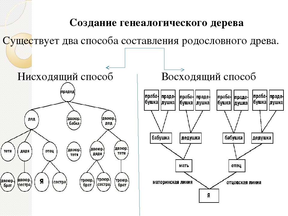 Как правильно составить родовое дерево семьи образец заполнения