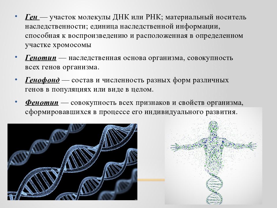 Ген биология 9. Основы генетики. Генетика человека презентация. Основы наследственности генетика. Основы генетики человека.