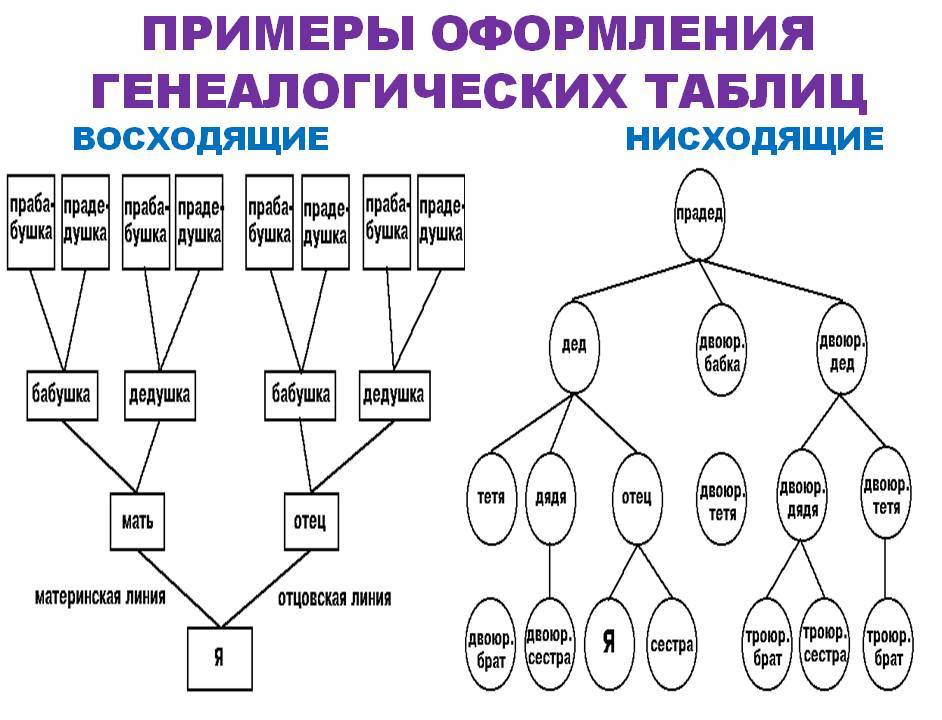 Как правильно составить дерево родословной схема