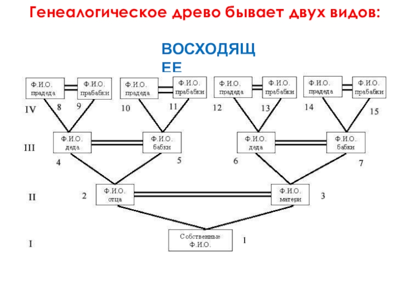 Древо семьи схема