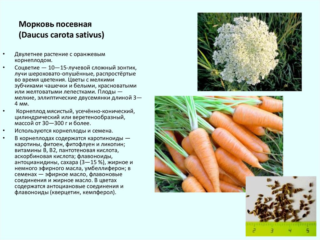 Рассказ про морковь для детей, 1-3 класс