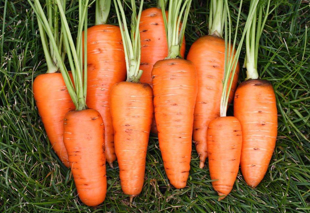 Купить семена дикой моркови