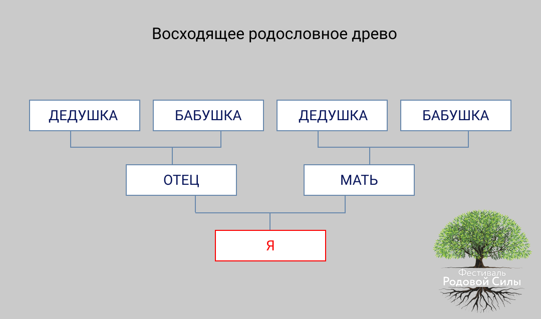 Фрагмент родословного древа семьи впр