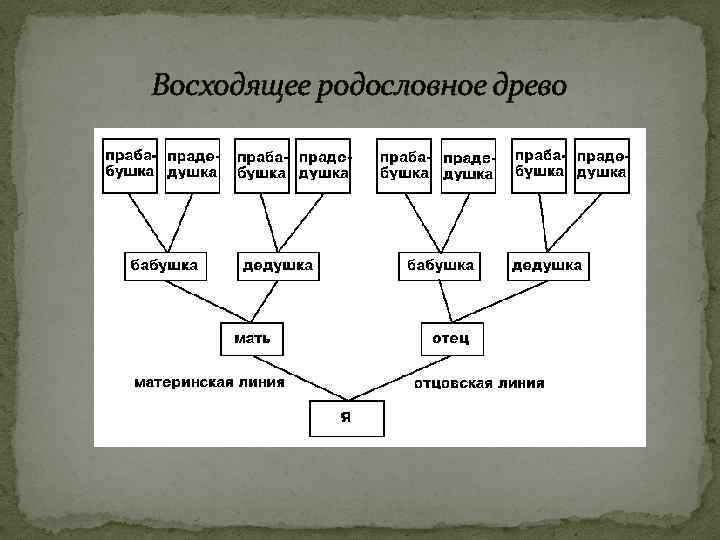 Как правильно составить дерево родословной схема