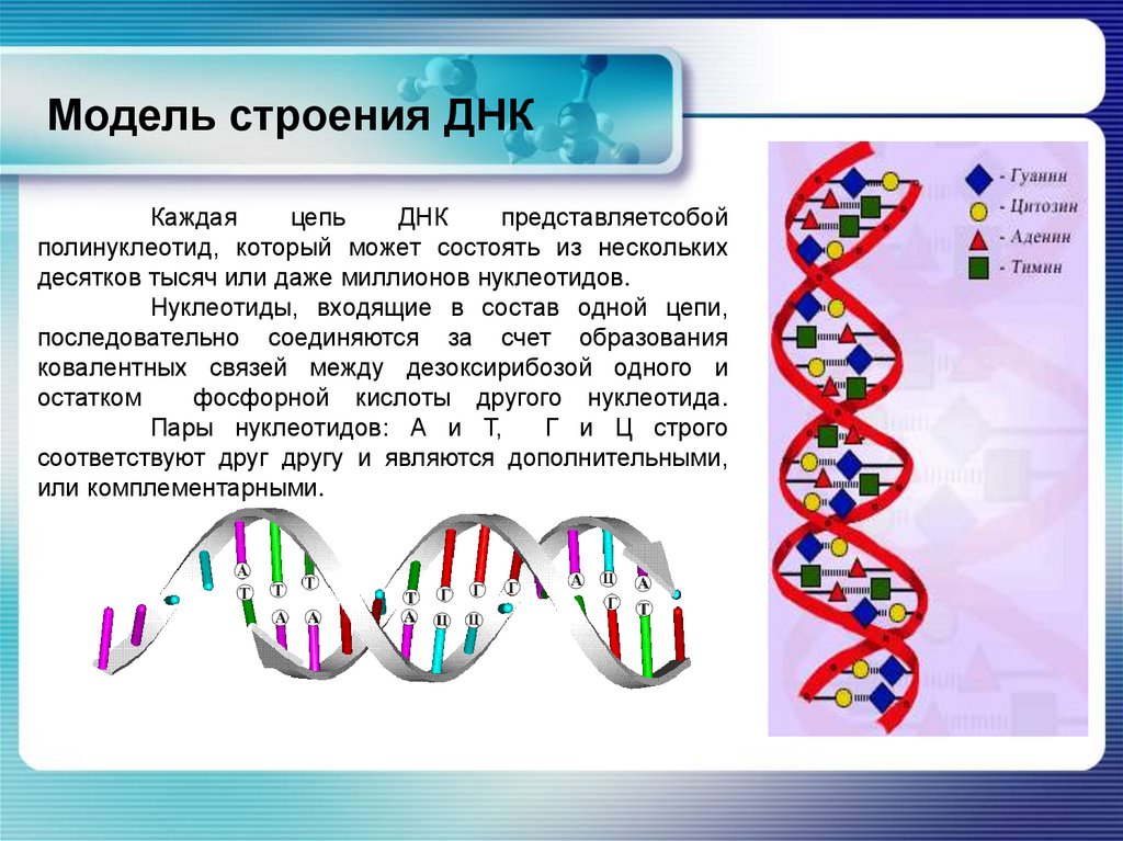 Значение молекул днк. Структура молекулы ДНК схема. Структура молекулы ДНК кратко. Цепочка ДНК структура. Строение нуклеиновых кислот ДНК И РНК.