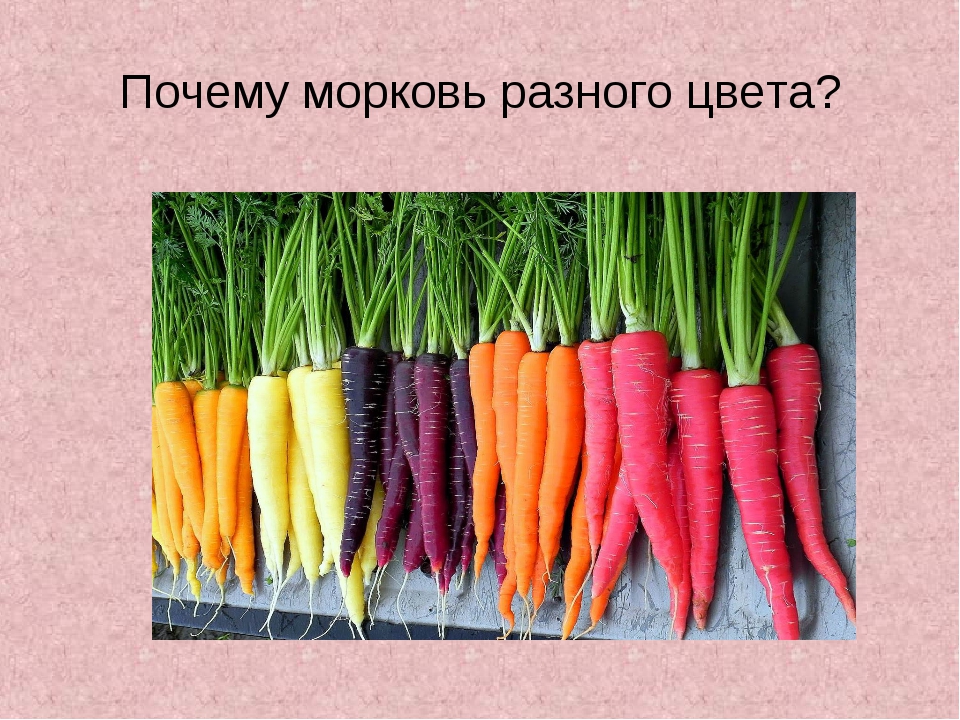 Сколько растет морковь. Морковь. Культурное растение морковь. Сорта культурных растений морковь. Морковь необычная цветная.