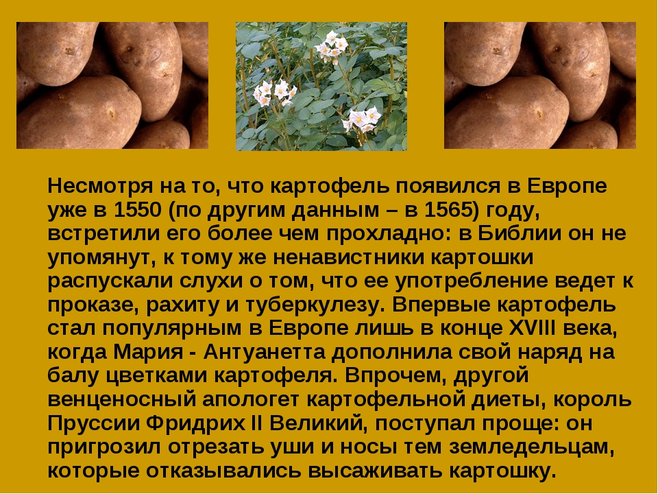 Откуда картошка в россии. Интересные факты о картофеле. Интересные истории про картошку. Интересные факты о картошке.