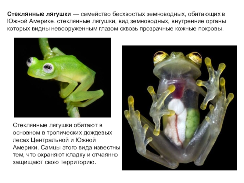 Роль слизи земноводных. Отряд бесхвостые размножение. Доклад про лягушку. Представители бесхвостых амфибий. Интересная информация о лягушках.