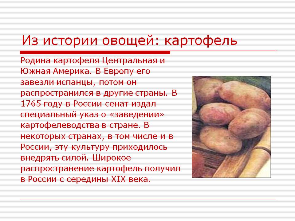 В каких продуктах есть картофель. Происхождение культурного растения картофель. Кратко о картошке. Рассказ про картофель. Доклад о картошке.
